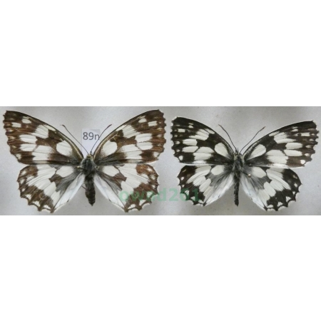 Melanargia galathea (Linnaeus, 1758) pair Polowiec szachownica Poland89n